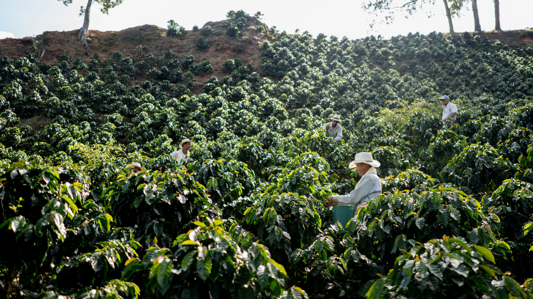 Costa Rica Caturra, natural (Corde Cofee)